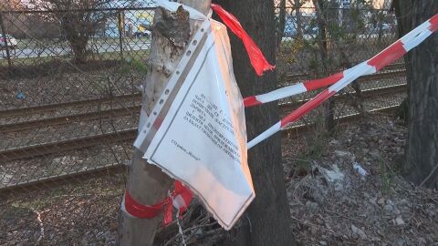 Опасни тополи тревожат жителите на столичния квартал „Дружба“