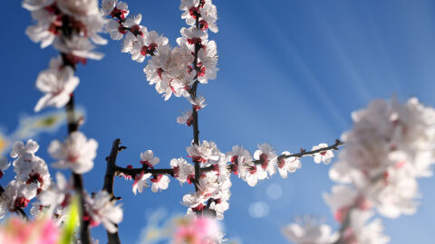 С какво време ще посрещнем астрономическата пролет?