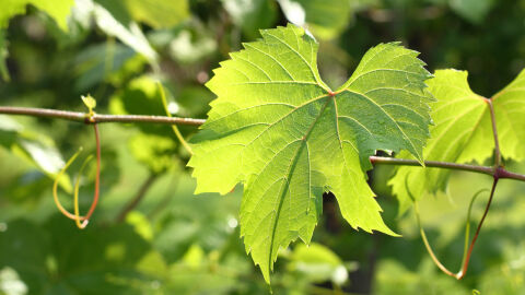 Заради опасна болест: Лозов масив във Велико Търново е под карантина