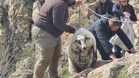 Спасиха две от трите животни, бедстващи в пропаст край Кърджали (СНИМКИ) 