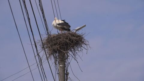 Емблематичната история на Лом: През нощта хората разрушаваха, през деня щъркепите изграждаха