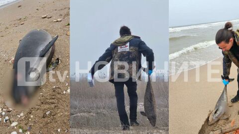 9 делфина и над 300 буревестници са открити мъртви на Северното Черноморие, предстои аутопсия