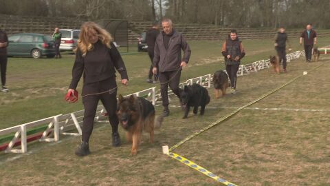 „Обучението става с награди“: Немски овчарки впечатлиха с ум и красота във Врачанско