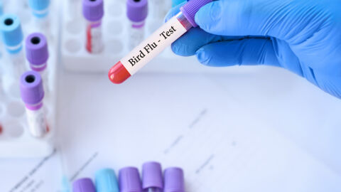 Отрицателни проби за птичи грип след откритите мъртви птици и делфини по крайбрежието на Шабла