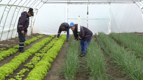 Казанлък с биохрана за децата: Общината отглежда марули и лук за детски градини и социалния патронаж