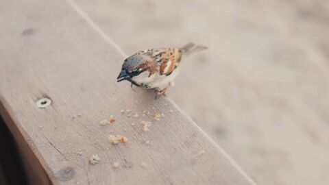 Тревожна статистика: Врабчетата в България са намалели наполовина за 20 години