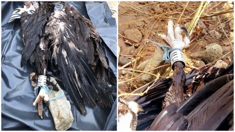 Отново случай на отровен черен лешояд в защитената зона „Бяла река“