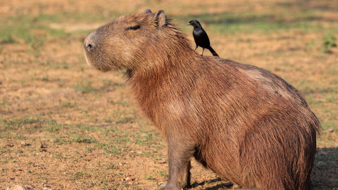 8 арестувани за брутален побой с железни пръти над капибара 