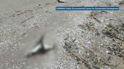 Мистерията на Северното Черноморие: Каква е причината за смъртта на буревестници и делфини?