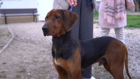 Първи наказан за изоставяне на домашно животно: Камера записала собственика как тръгва с колата си, а кучето бяга след него 