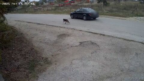 Първи наказан за изоставяне на домашно животно: Камера записала собственика как тръгва с колата си, а кучето бяга след него 