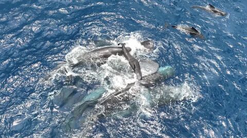 Чудо в океана: Две семейства китове спасяват бебе по време на драматично раждане (СНИМКИ, ВИДЕО)