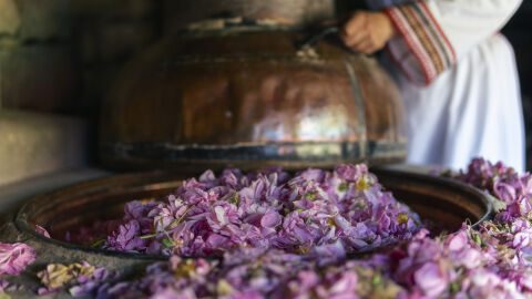 Ще изчезне ли националният ни символ – маслодайната роза?
