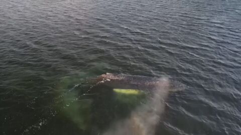 Борят се за живота на заседнал кит, заклещен е от дни (ВИДЕО)