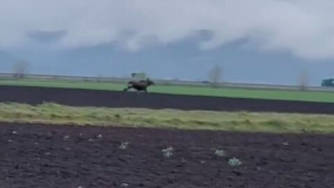 За първи път от 200 години насам в Румъния се появи лос. Заснеха го как тича през поле