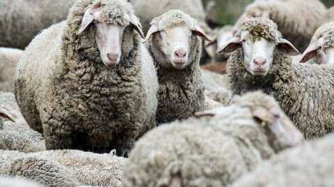 Умъртвиха над 450 000 животни заради шарка по овце и кози в Гърция