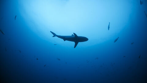 „Обърна се и го ухапа по главата“: Морски биолог е нападнат от акула край бреговете на Коста Рика