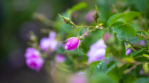Предлагат Розовата долина да стане част от нематериалното културно наследство на ЮНЕСКО