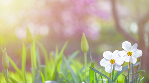Слънчево и с приятни за сезона температури на 9 март