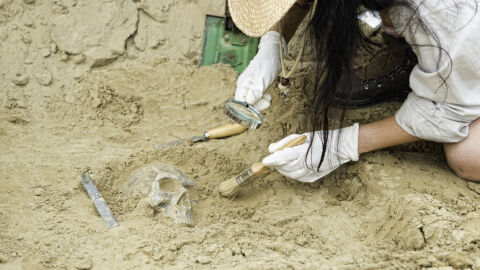Открита е гробница при изкореняване на дърво в частен имот в Свищов (СНИМКИ)