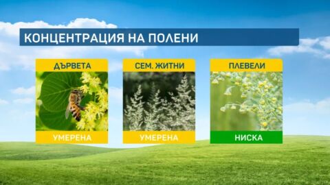 Полените на дърветата постепенно намаляват, за сметка на житните