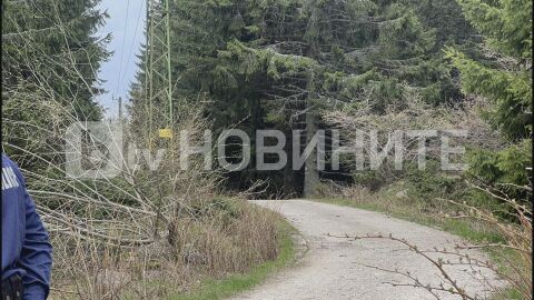 Две мечки са нападнали и убили мъжа, намерен мъртъв на Витоша