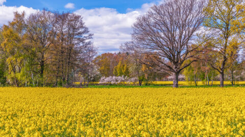 До 27° днес, на места ще превалява. През уикенда се затопля още