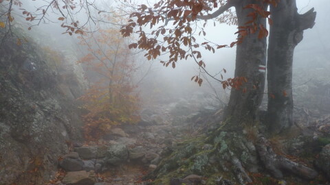 Жълт код за мъгла в 11 области е обявен за утре - 15 ноември (КАРТИ)