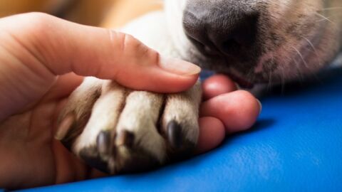 Кученце е спасено от тежки условия в микробус с българска регистрация в Долна Австрия