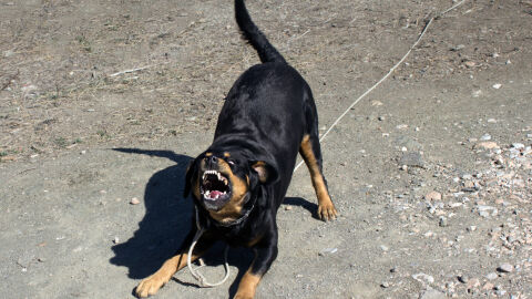 Мъж в критично състояние, след като е бил нападнат от собствения си ротвайлер