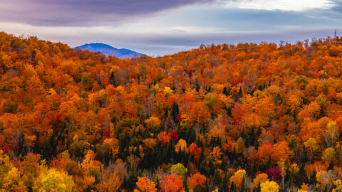 Защо листата променят цвета си през есента?