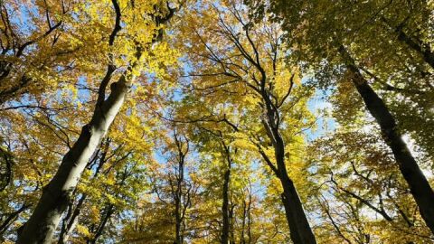 Открита е издирваната във Витоша жена, била е премръзнала