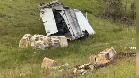 &quot;Заразени с хепатит C и COVID&quot;: Жена застреля пред дома си маймуна от преобърналия се бус