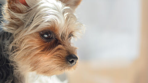 Жена изхвърли кученце от шестия етаж в Несебър - било болно