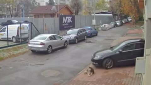 Мъж прегази куче в столичния кв. &quot;Разсадника&quot; и избяга