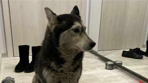 Мъжът, грижил се за прегазеното от лекар куче: Не знаех как да обясня на сина си, че вече не може да си играят 