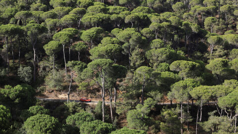 Шишарка по шишарка: Историческите борови гори на Ливан умират