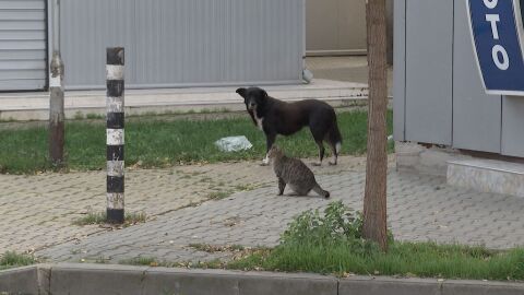 Отново умишлено прегазено куче с кола – този път в Ямбол