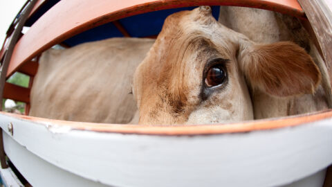 Близо 3000 говеда са блокирани на кораб край Турция