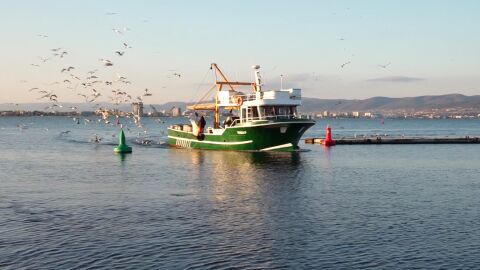Изчезнаха сафрид, чернокоп и паламуд: Каква е причината?