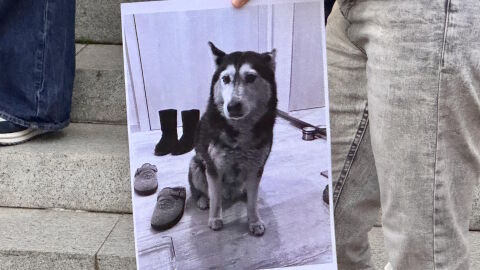 Протест в защита на животните блокира трамваите по бул. „Витоша“ в София