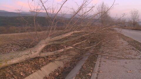 Вандали отрязаха ветрозащитни тополи по пътя към хижа „Яворов“