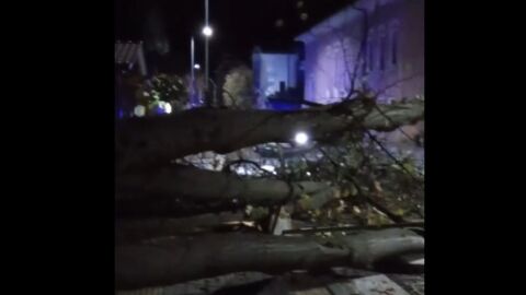 Бурният вятър в Царево събори огромни дърво (ВИДЕО)