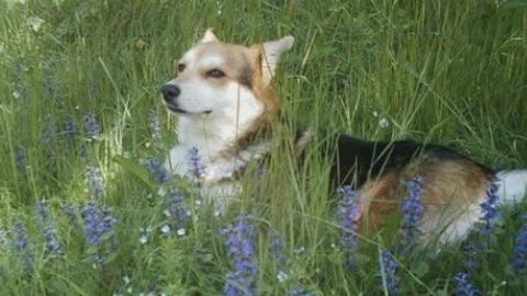 Сигнали за насилие срещу животни: Как реагират институциите и има ли осъдени?