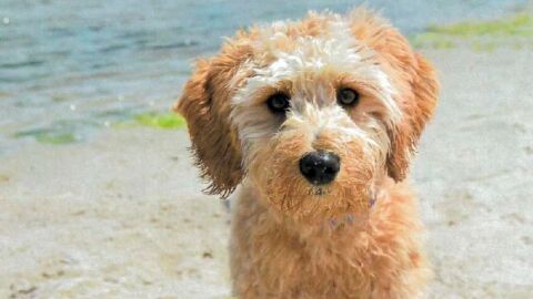 Необичайна присъда: Съдия се произнесе за попечителството над куче