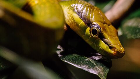 Мъж отглежда над 200 пепелянки, разследват го 