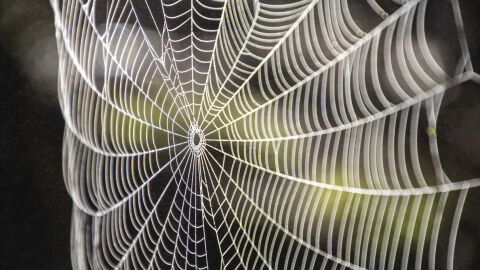 Гигантска паяжина със 111 000 паяка в нея беше открита в пещера