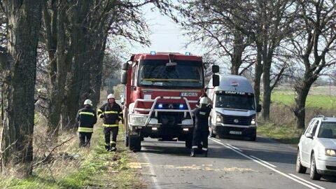 Силният вятър събори голямо дърво край пътя и спря движението между Елхово и Болярово (ВИДЕО)