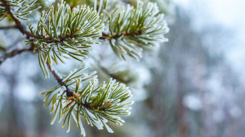Най-високите температури през декември - между 15 и 20 градуса. Ще вали ли сняг около Коледа?