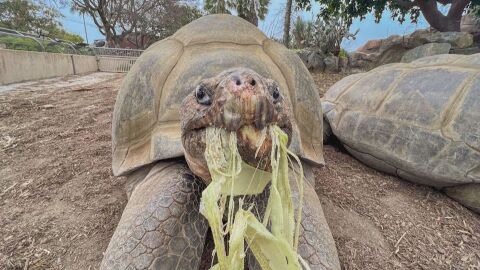 Костенурка от Галапагос почина на 141 години в зоопарка в Сан Диего (ВИДЕО)